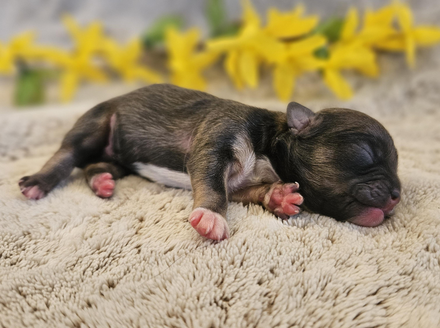 De La Rivière D'Eden - Chiots disponibles - Epagneul tibetain