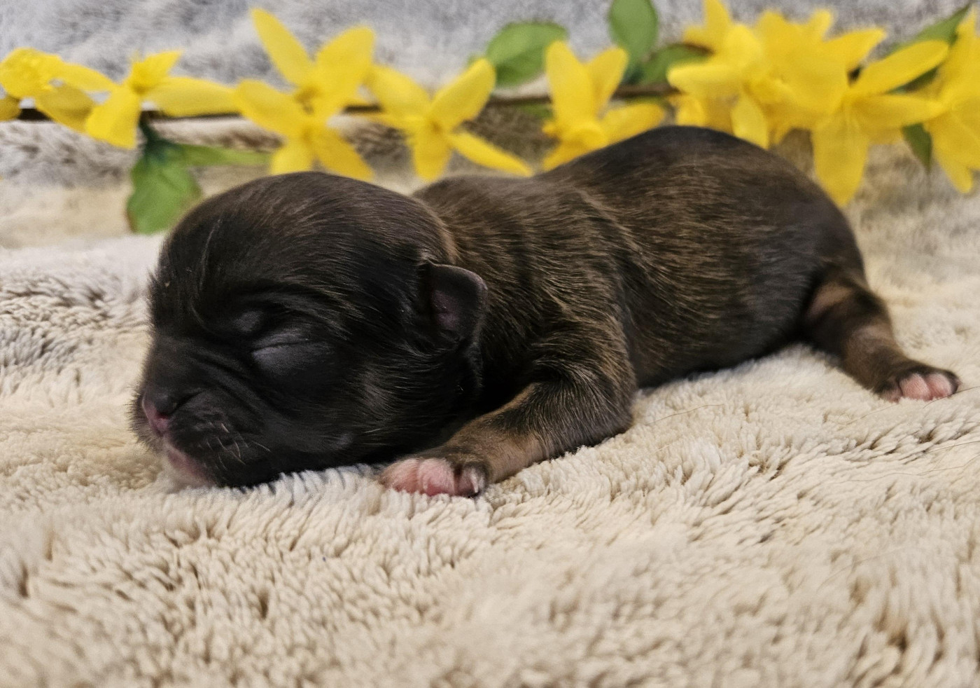 De La Rivière D'Eden - Chiots disponibles - Epagneul tibetain