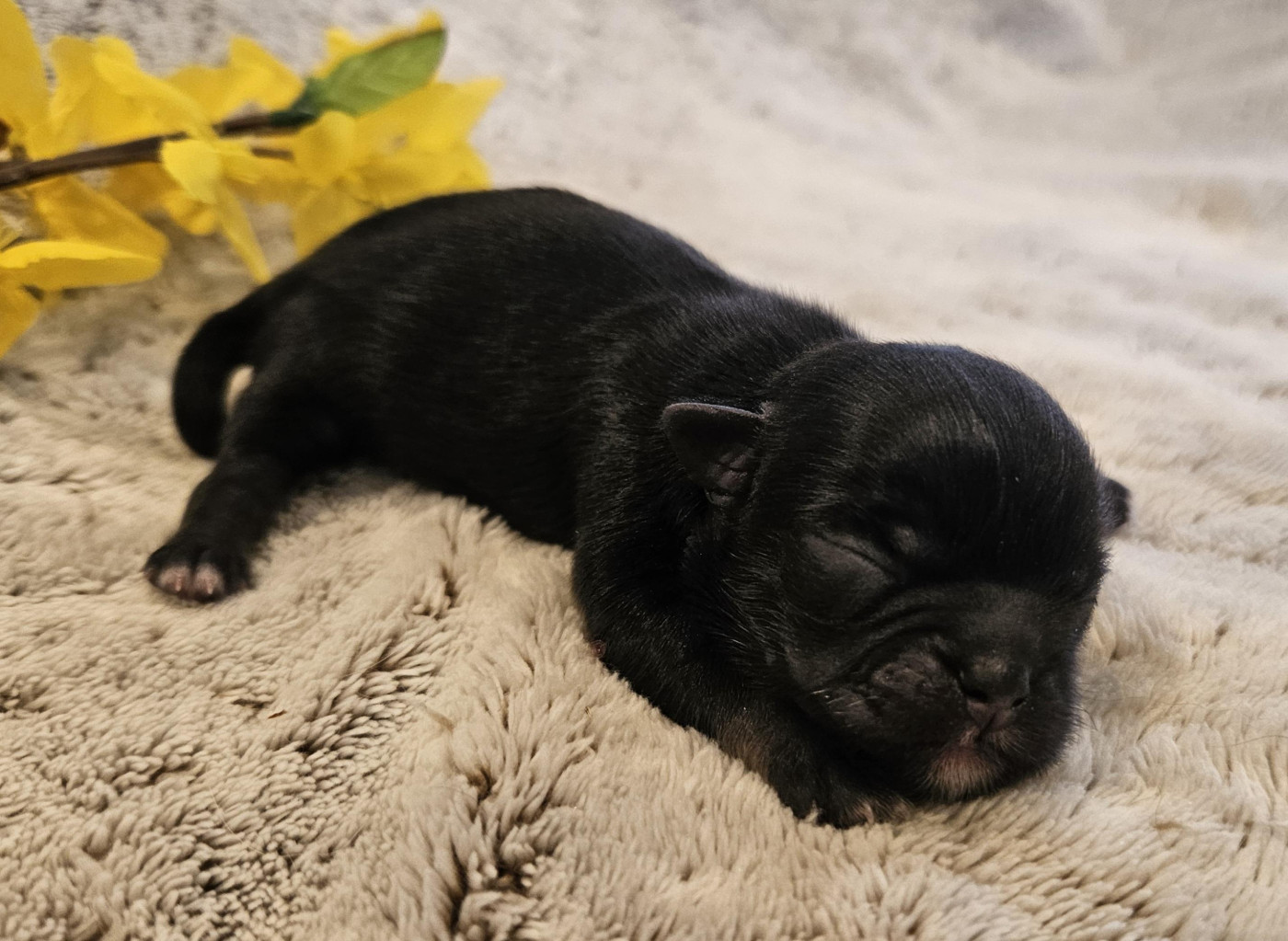 De La Rivière D'Eden - Chiots disponibles - Epagneul tibetain