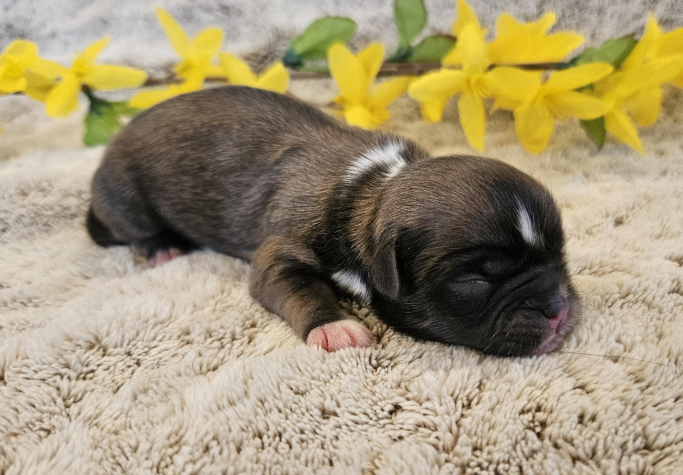 De La Rivière D'Eden - Chiots disponibles - Epagneul tibetain