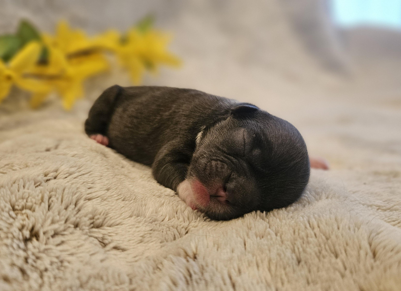 De La Rivière D'Eden - Chiots disponibles - Epagneul tibetain